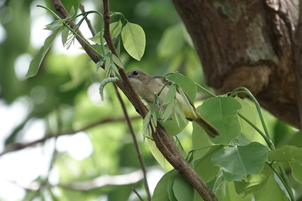 Selayar Whistler - ML643417809