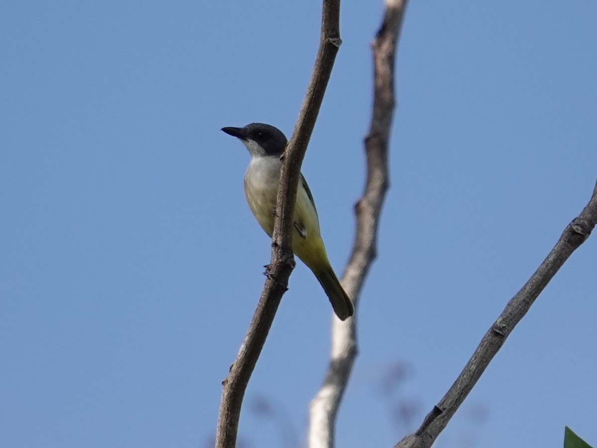 Selayar Whistler - ML643417810