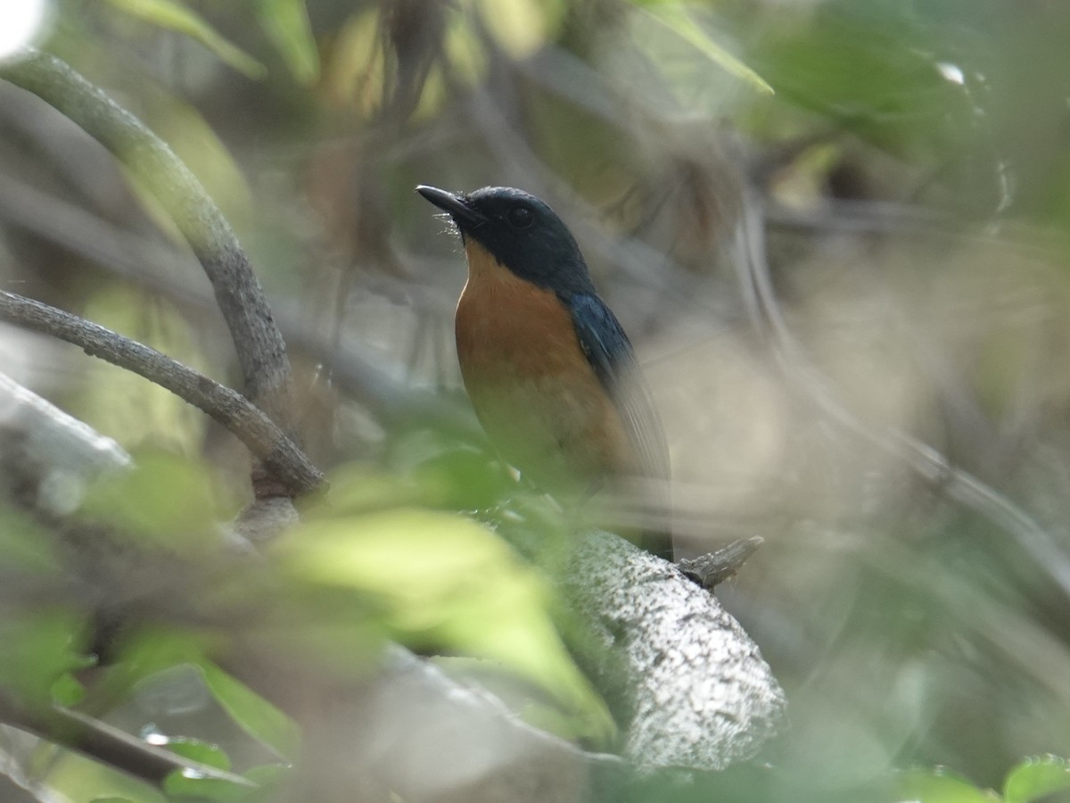 Sulawesi Blue Flycatcher - ML643417812