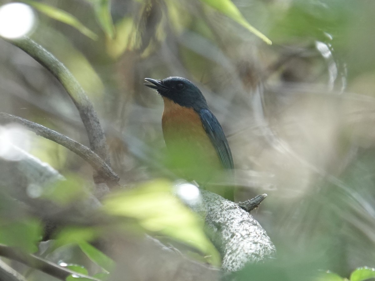 Sulawesi Blue Flycatcher - ML643417817