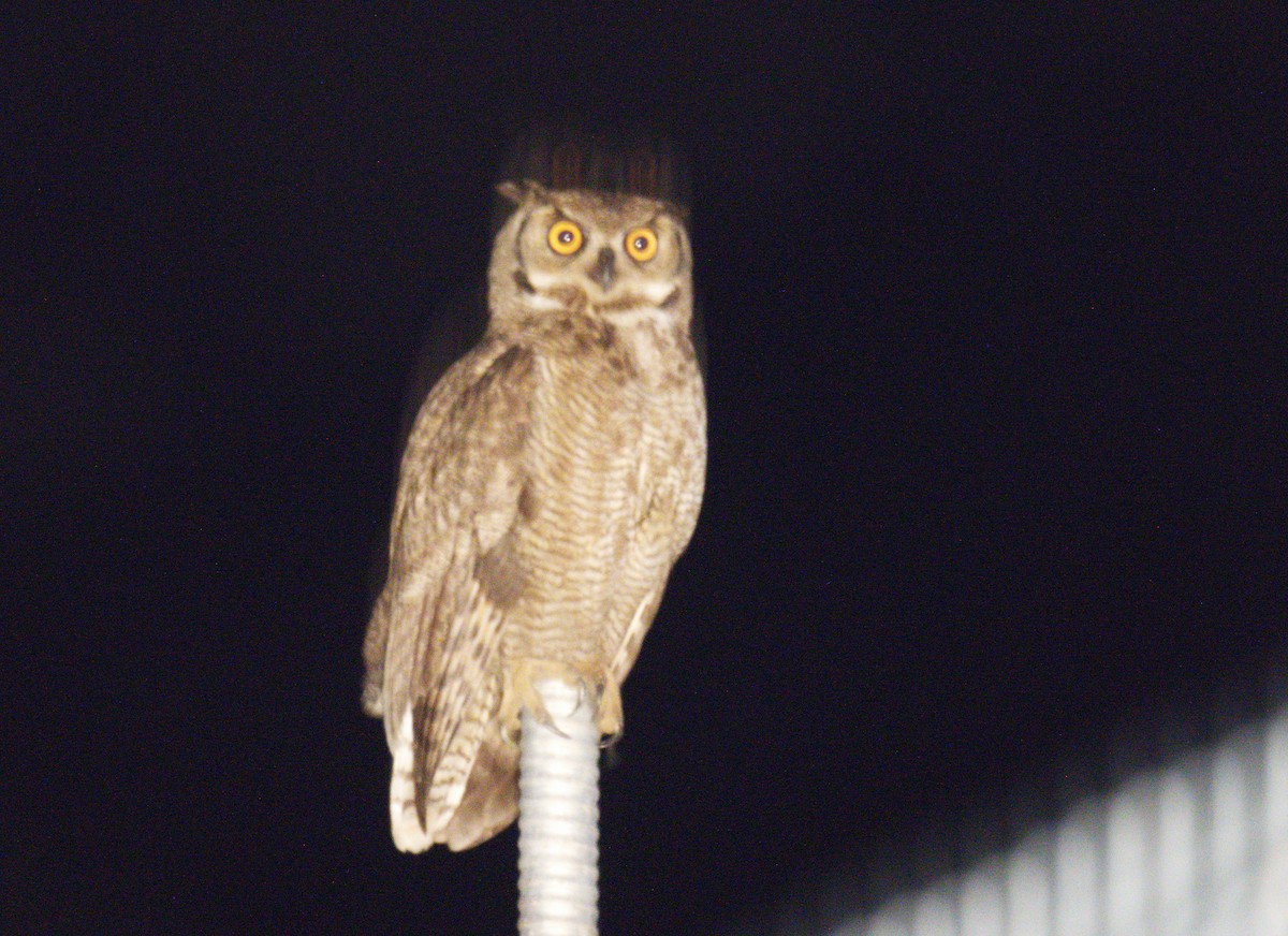 Lesser Horned Owl - ML643417819