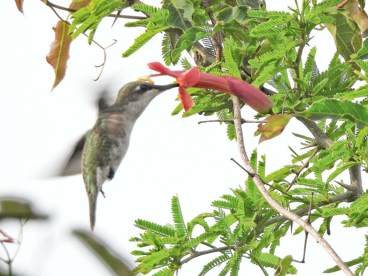 Blue-tufted Starthroat - ML643417824