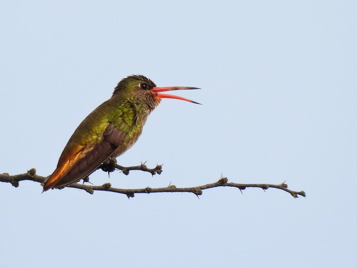 Gilded Hummingbird - ML643417829