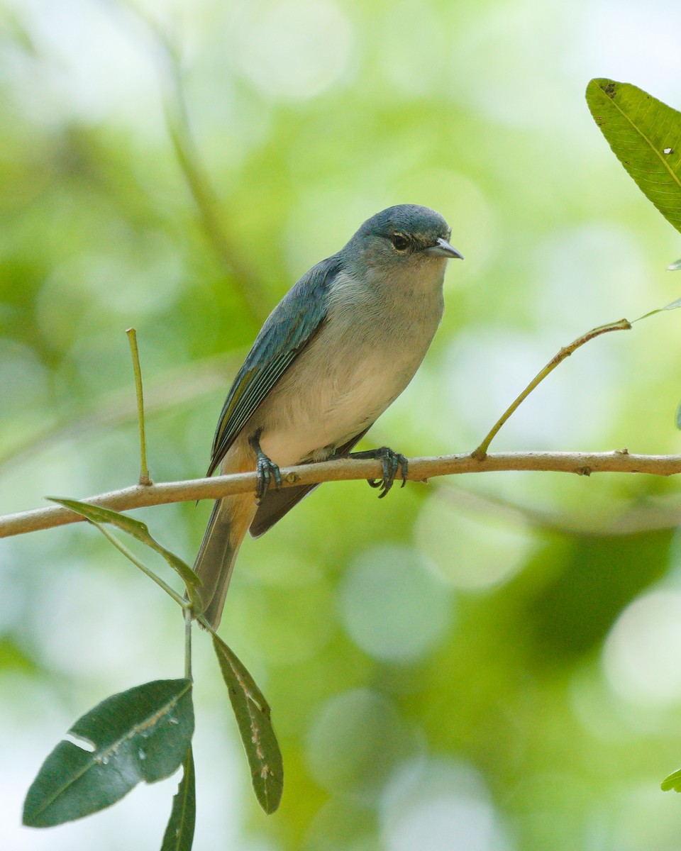 Chestnut-vented Conebill - ML643417831