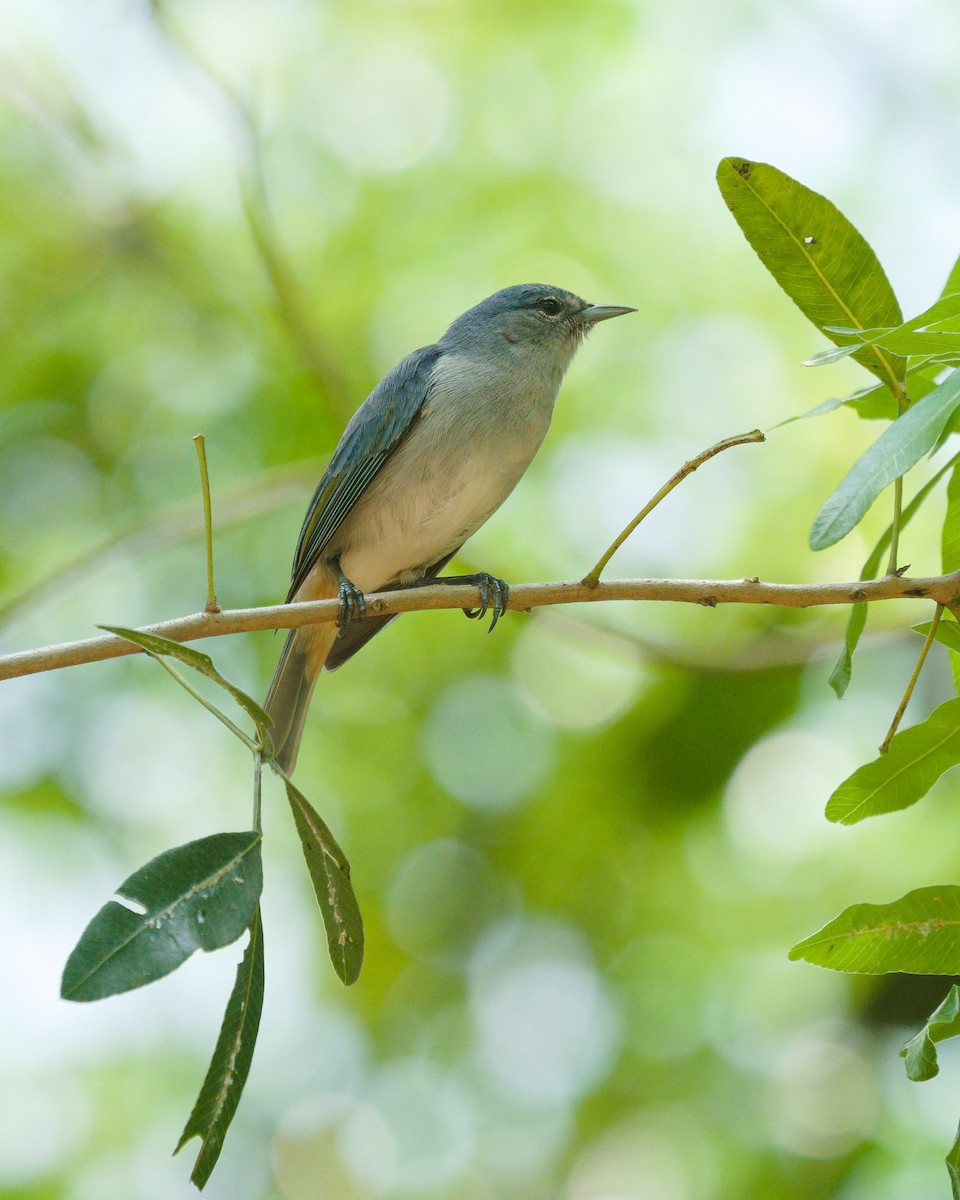 Chestnut-vented Conebill - ML643417832