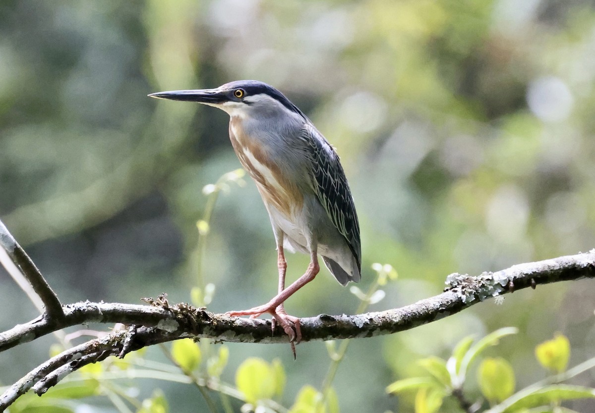 Striated Heron (South American) - ML643417844