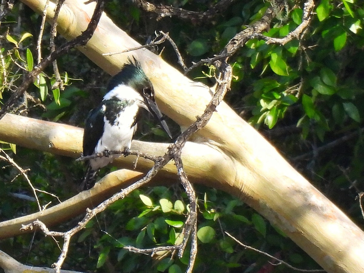 Amazon Kingfisher - ML643417849
