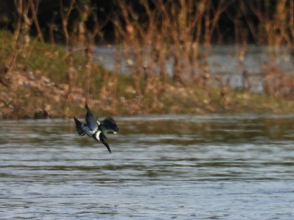 Amazon Kingfisher - ML643417850