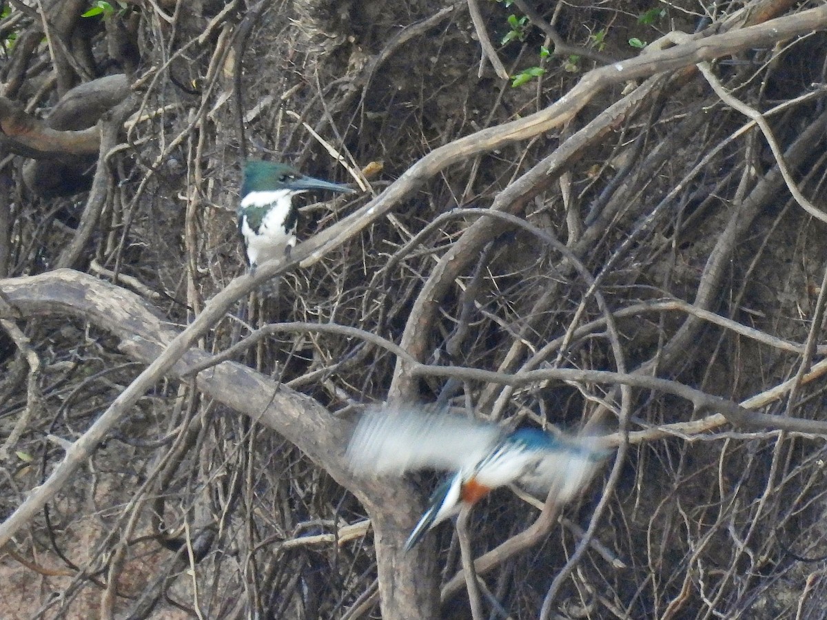 Amazon Kingfisher - ML643417851