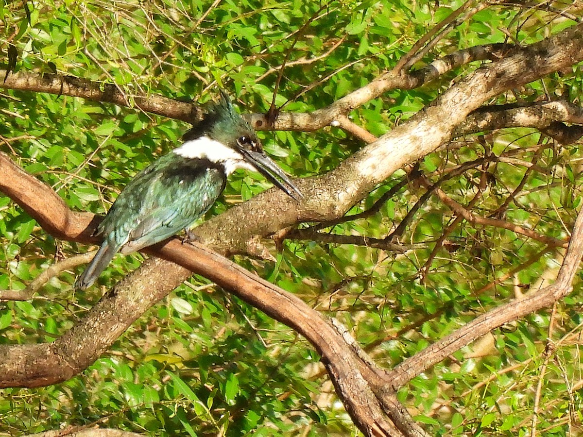 Amazon Kingfisher - ML643417852