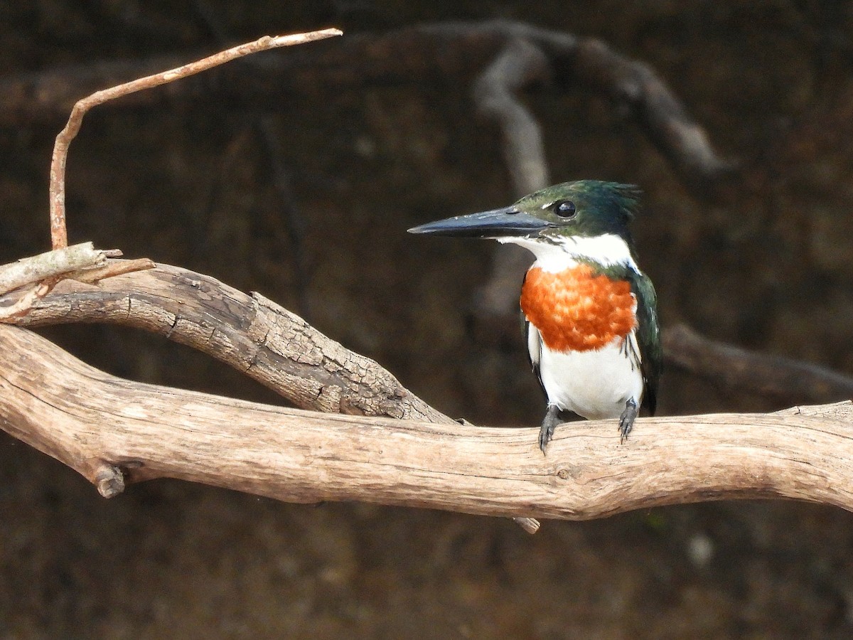 Amazon Kingfisher - ML643417853
