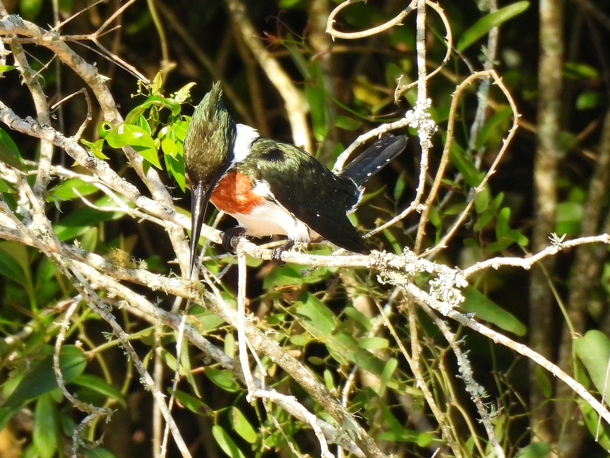 Amazon Kingfisher - ML643417854