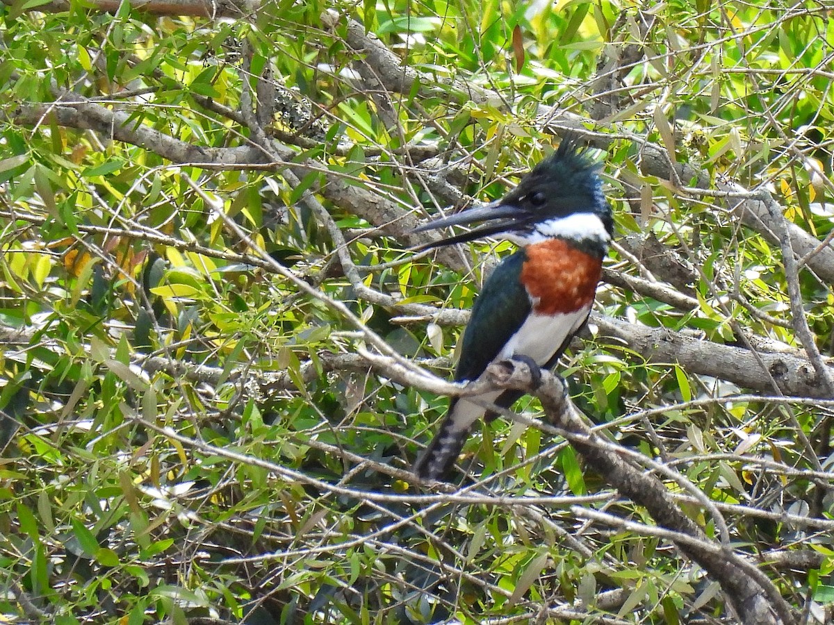 Amazon Kingfisher - ML643417855