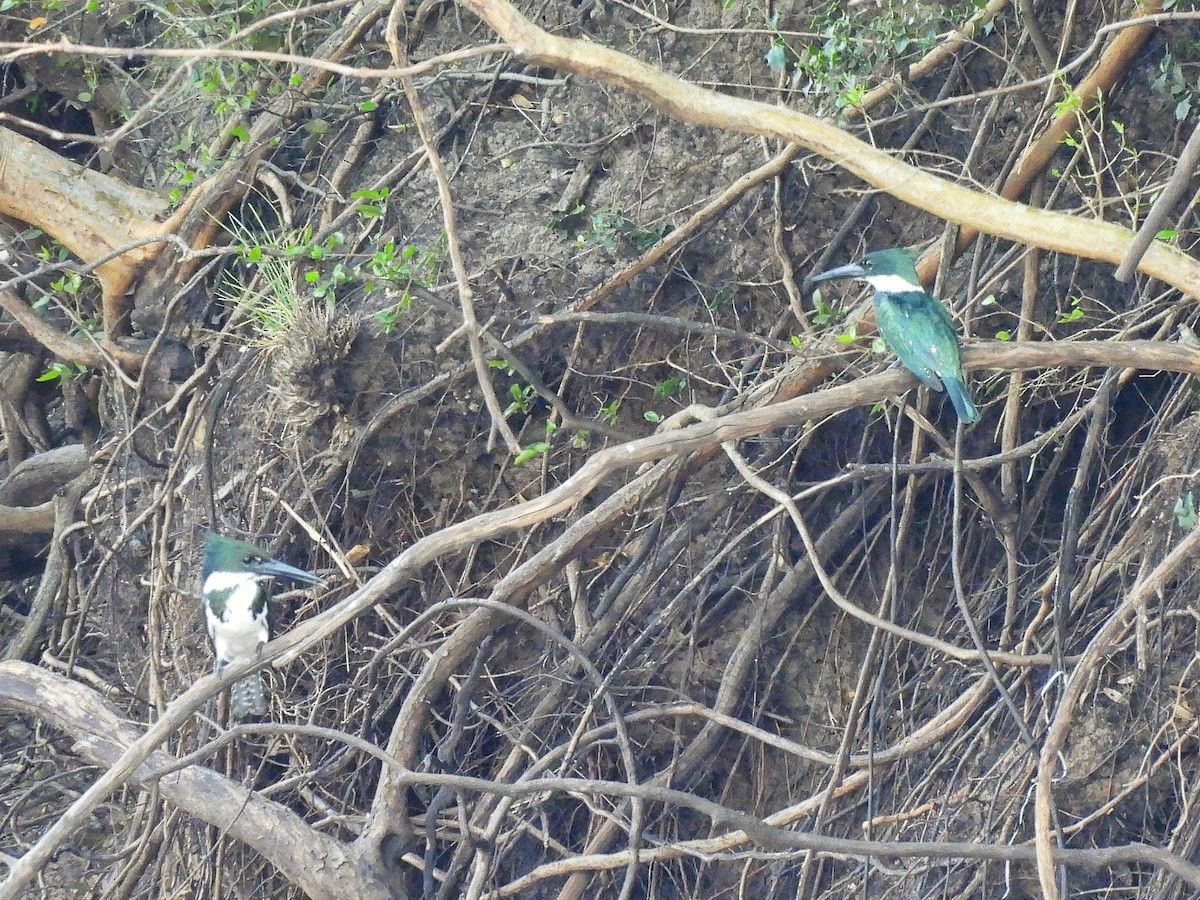 Amazon Kingfisher - ML643417856