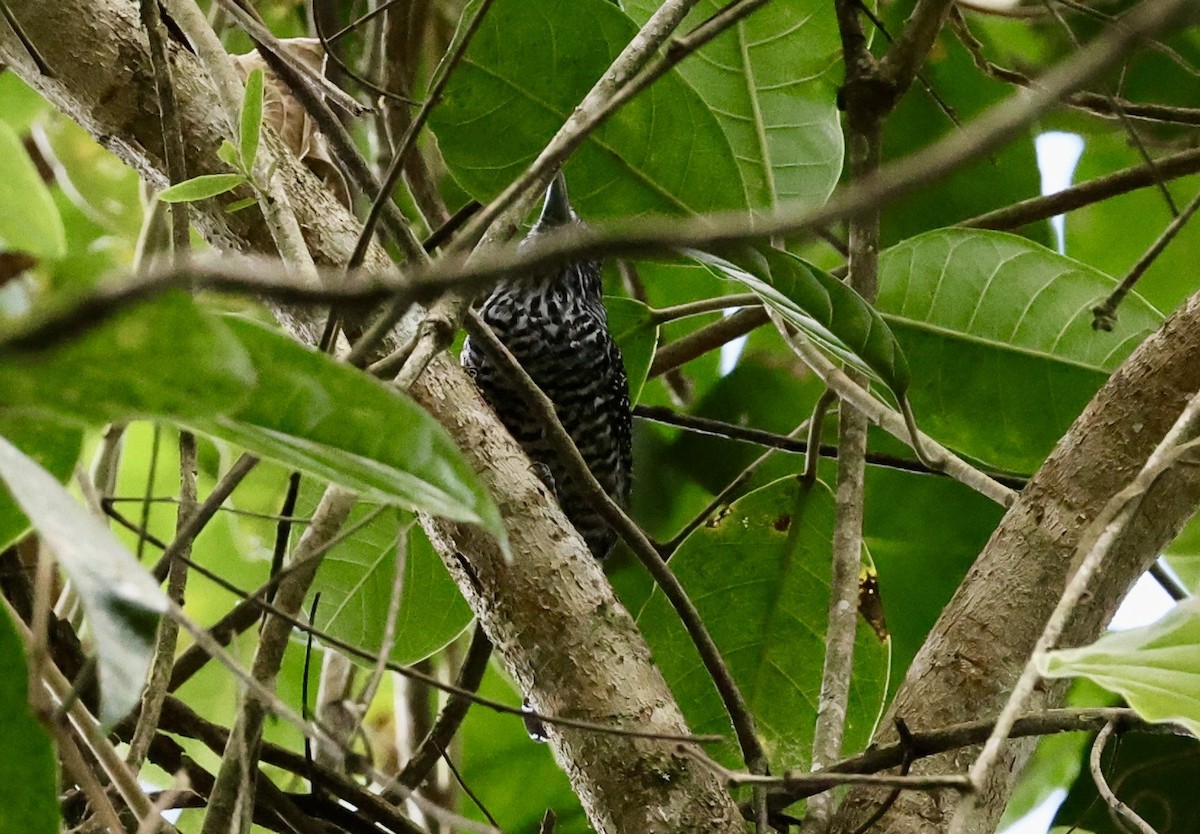 Bar-crested Antshrike - ML643417889