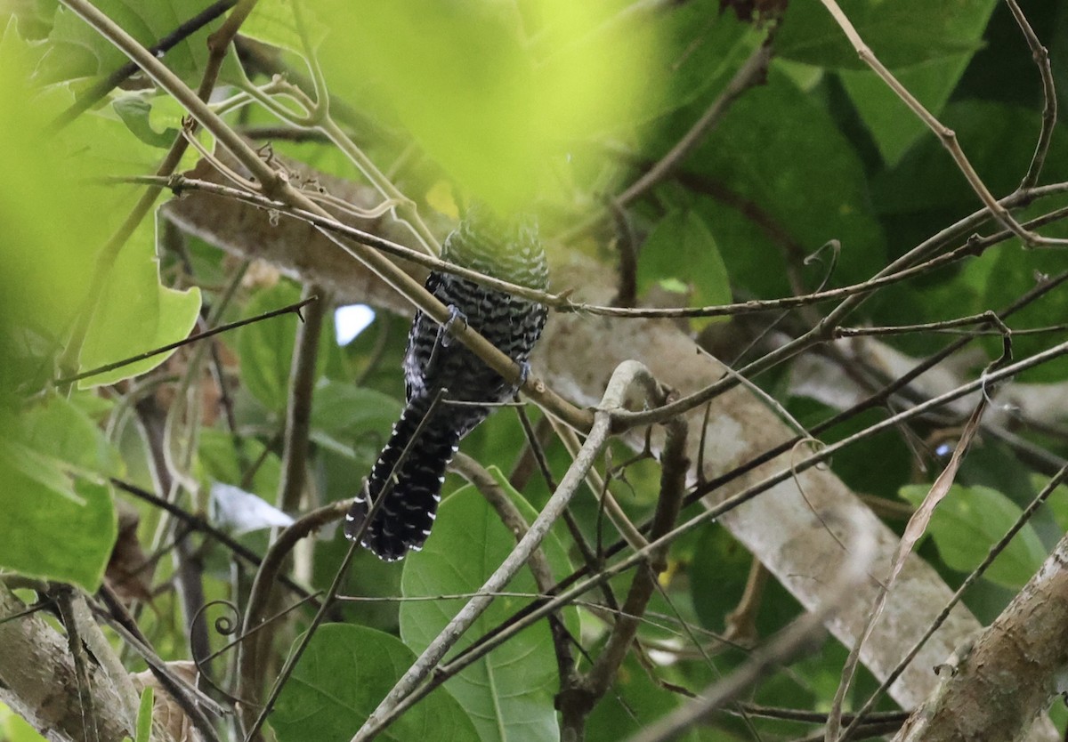 Bar-crested Antshrike - ML643417890