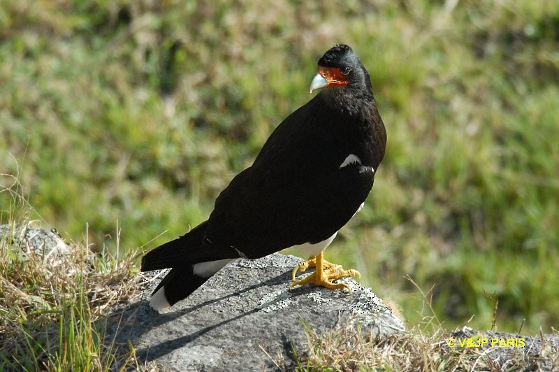 Mountain Caracara - ML643417892