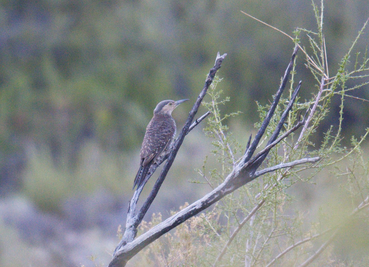Chilean Flicker - ML643417909