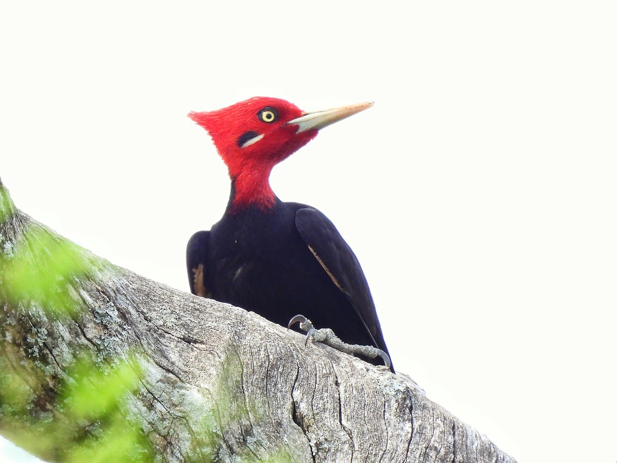 Cream-backed Woodpecker - ML643417912