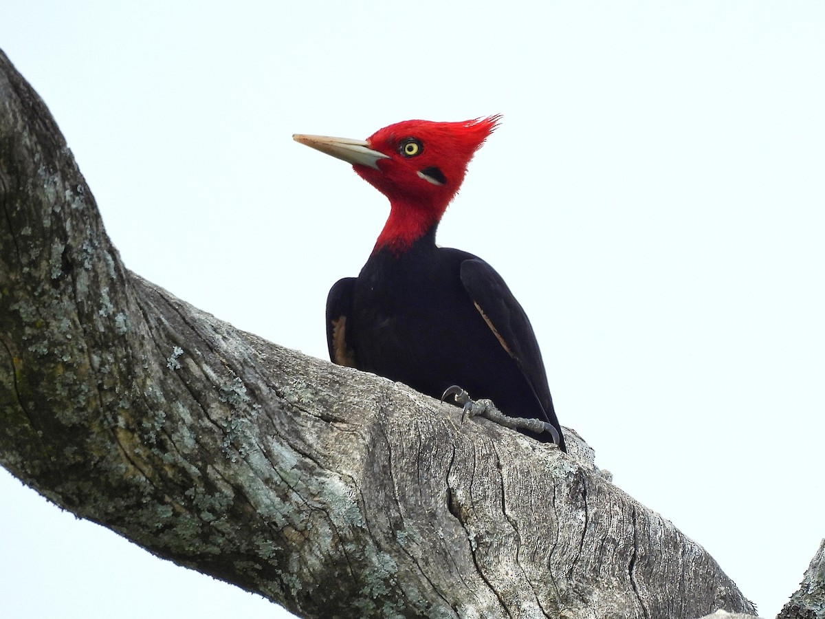 Cream-backed Woodpecker - ML643417913