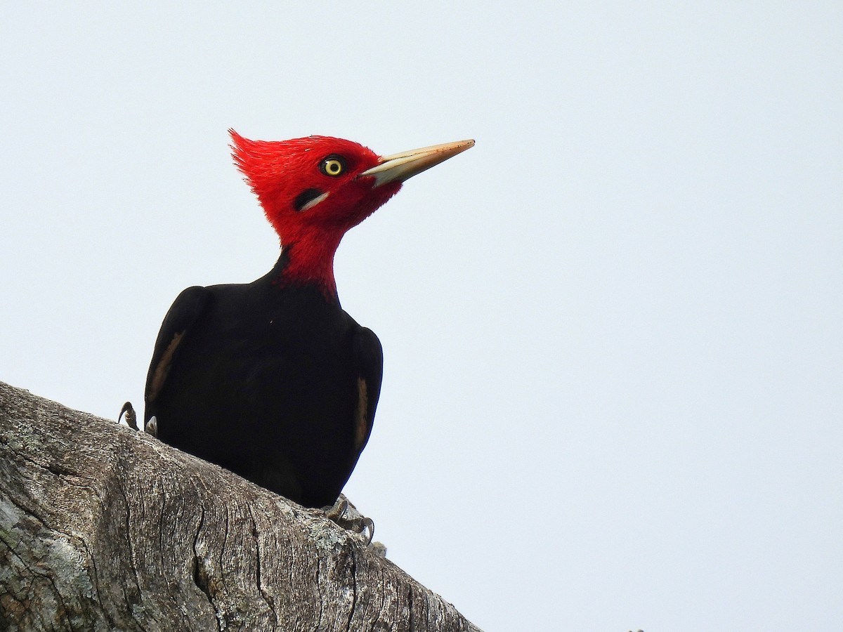Cream-backed Woodpecker - ML643417914