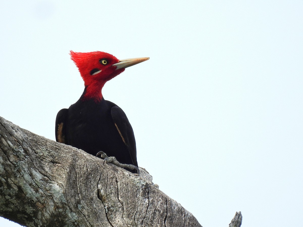 Cream-backed Woodpecker - ML643417915