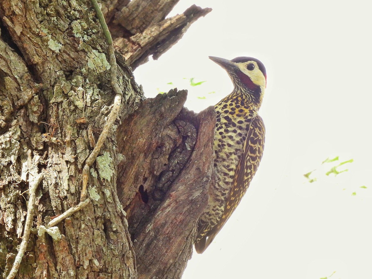 Green-barred Woodpecker - ML643417918