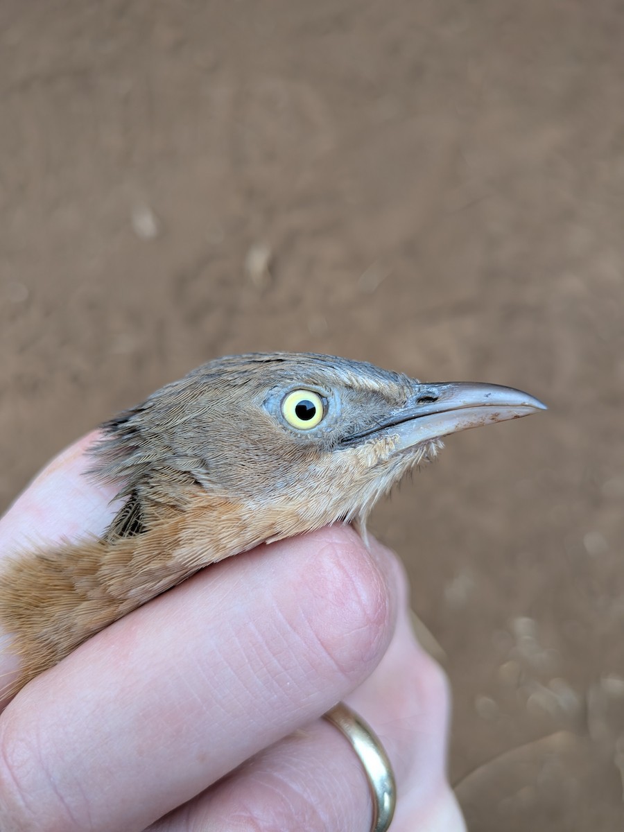 Rufous Chatterer - ML643417927