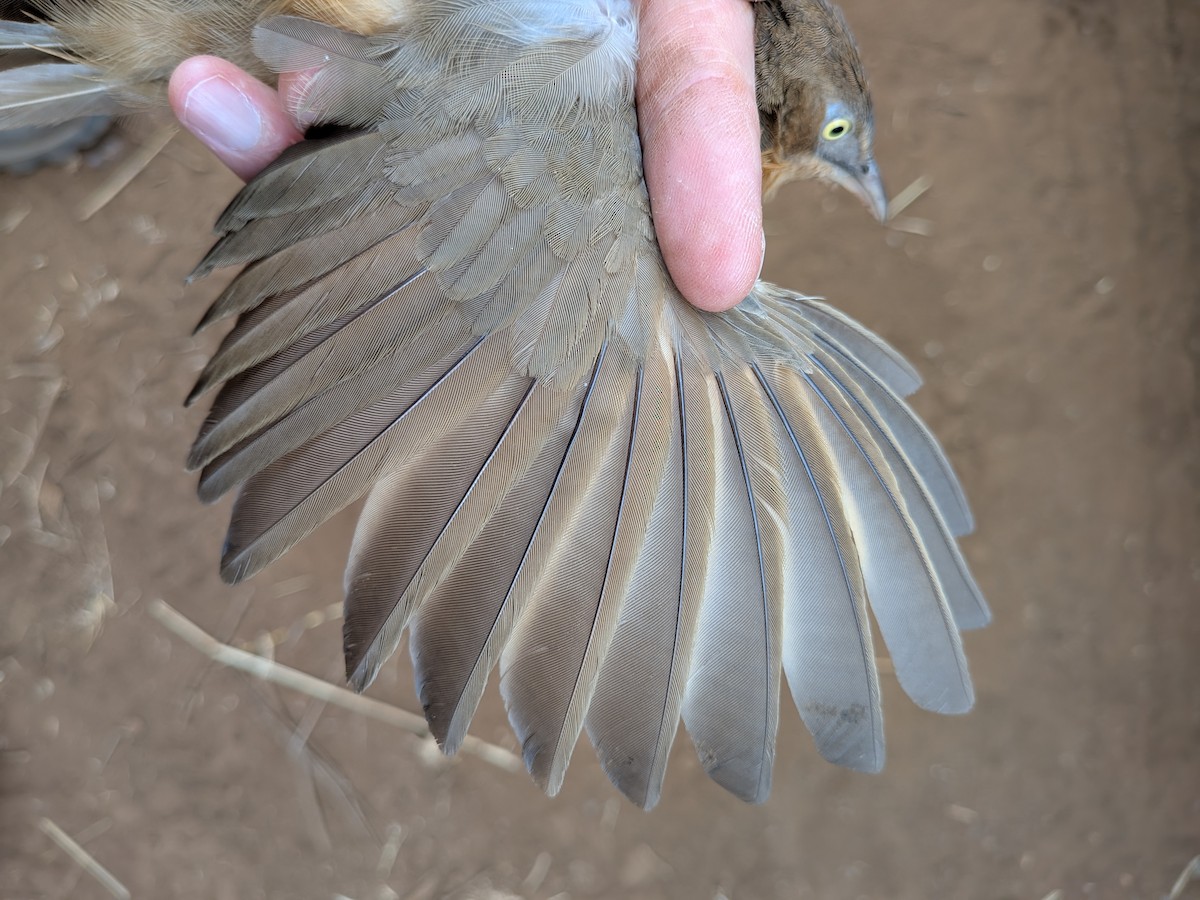 Rufous Chatterer - ML643417928