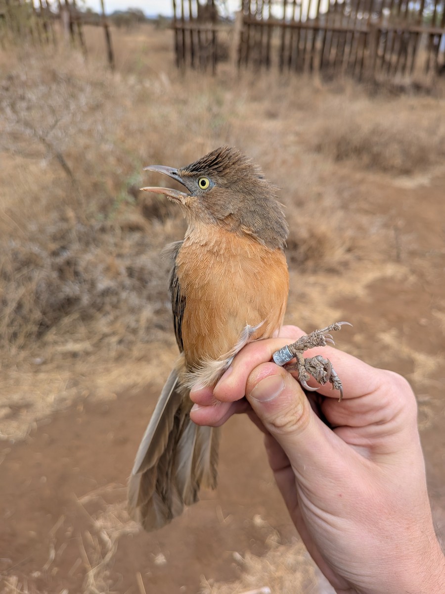 Rufous Chatterer - ML643417929