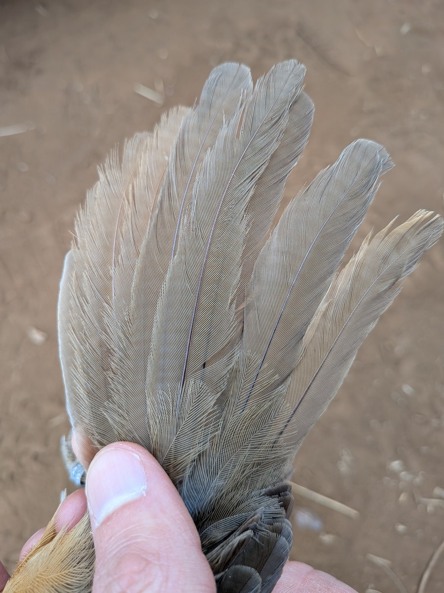 Rufous Chatterer - ML643417930