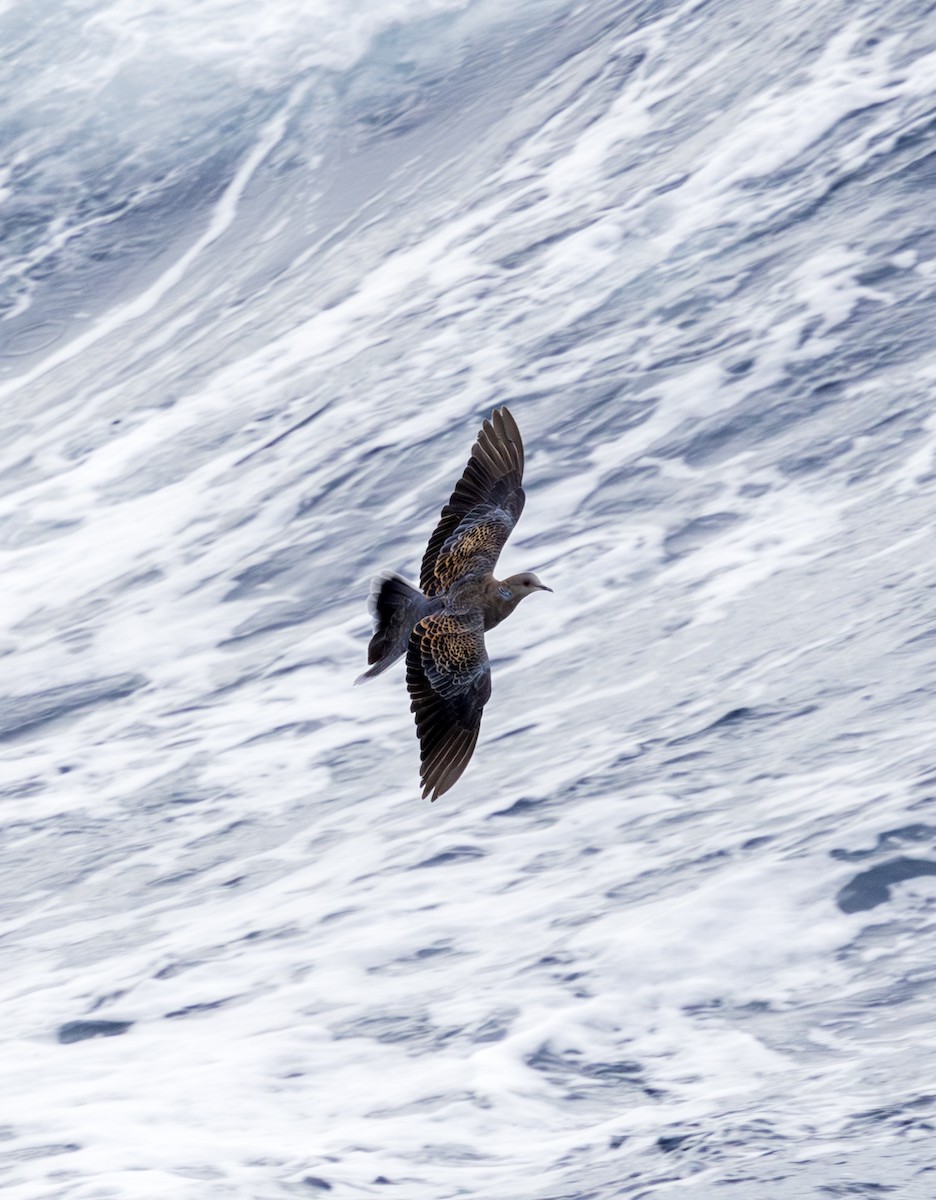 hrdlička východní - ML643417941