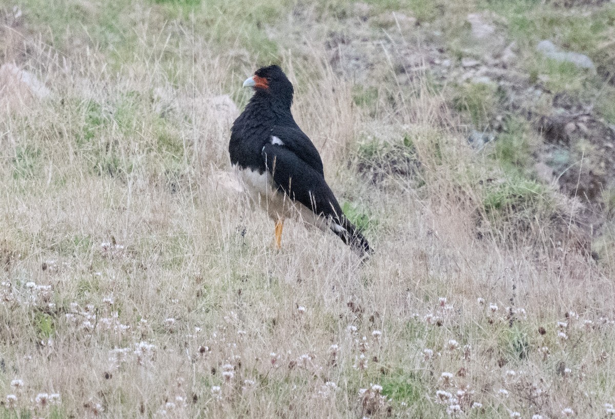 Mountain Caracara - ML643417959