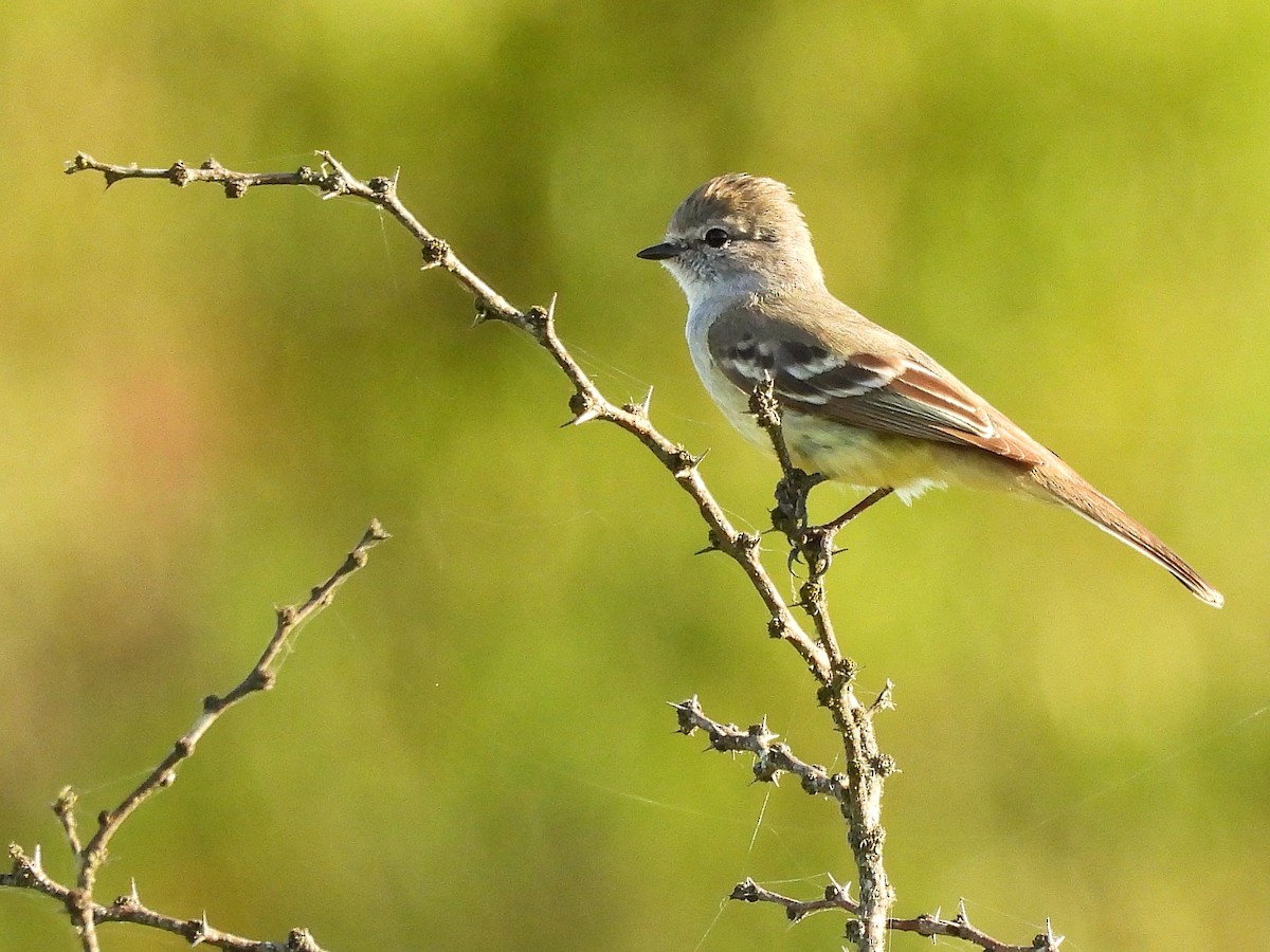 Southern Scrub-Flycatcher - ML643417962