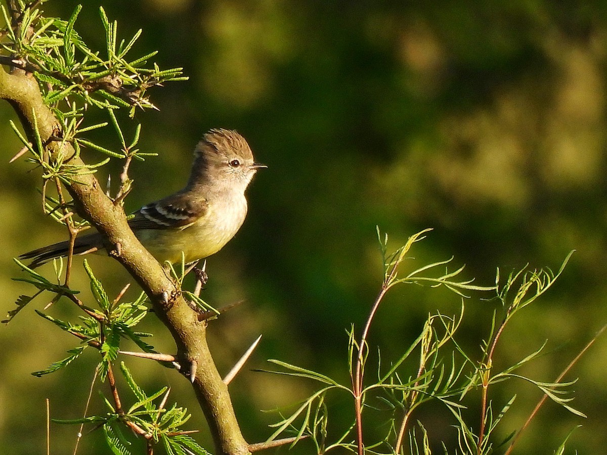 Southern Scrub-Flycatcher - ML643417963