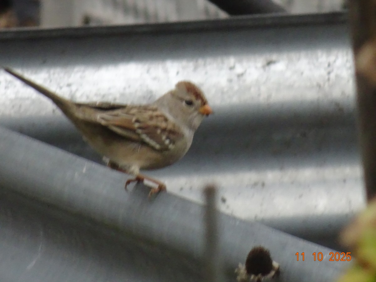 strnadec bělopásý - ML643417965