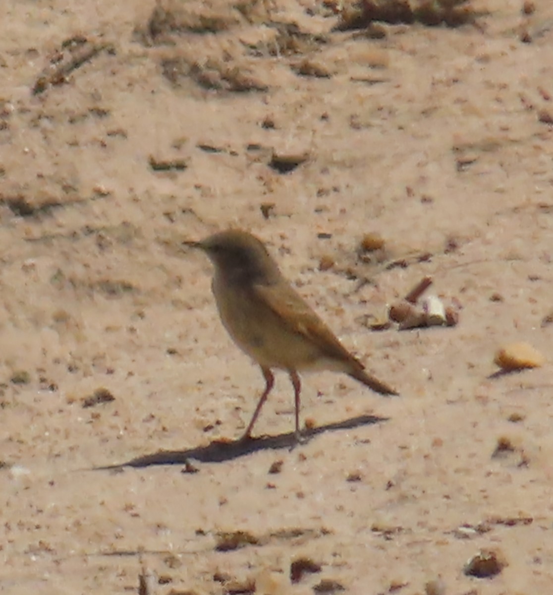 Spot-billed Ground-Tyrant - ML643417975