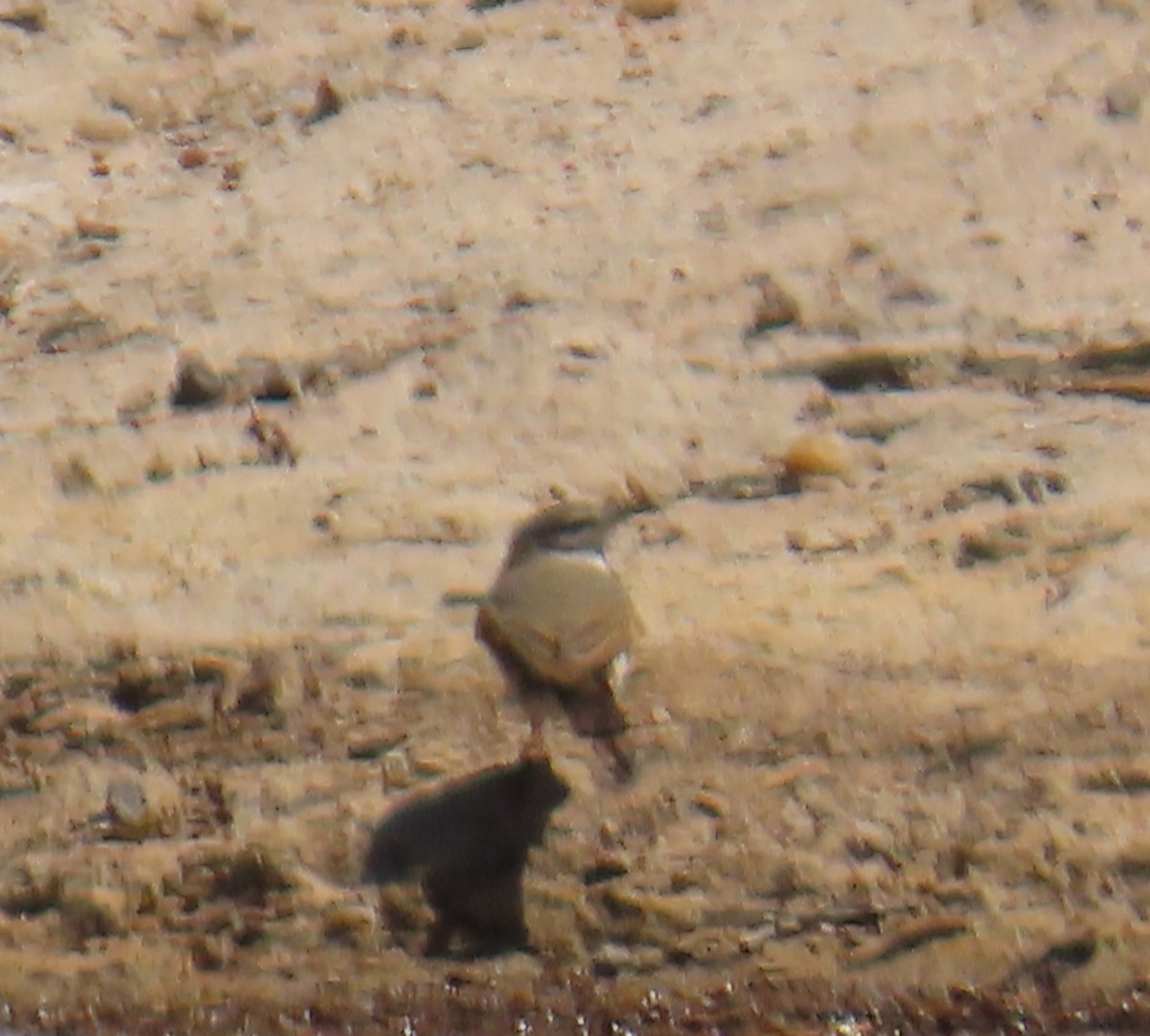 Spot-billed Ground-Tyrant - ML643417976
