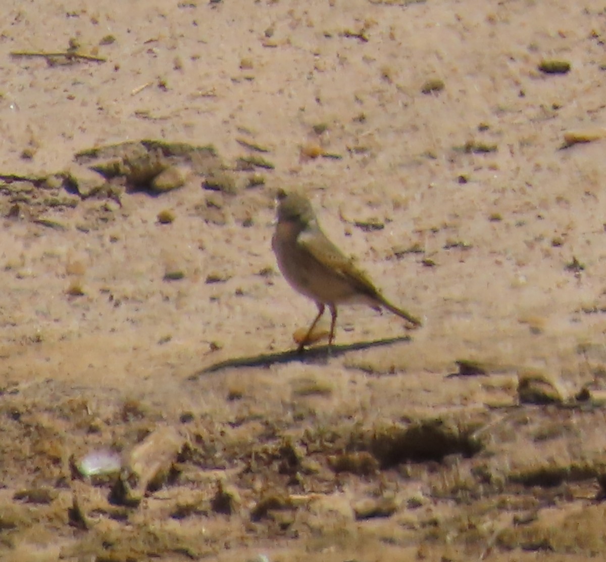 Spot-billed Ground-Tyrant - ML643417977