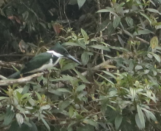 Amazon Kingfisher - ML643417998