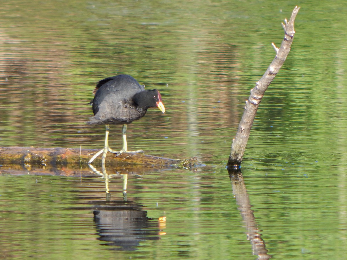 Foulque à front rouge - ML643418001