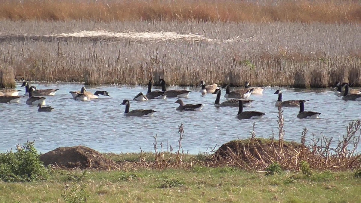 Graylag Goose - ML643418045