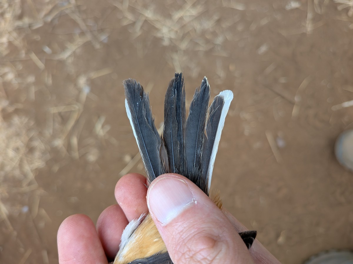 Banded Parisoma - ML643418053