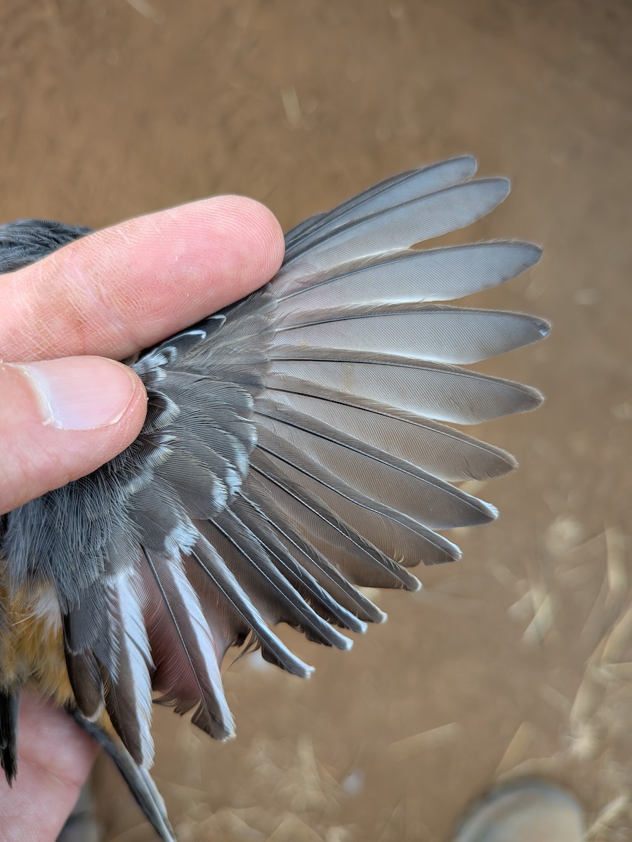 Banded Parisoma - ML643418055