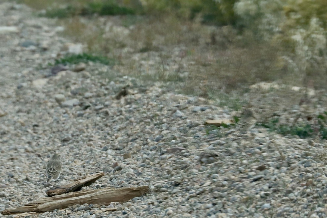 Horned Lark - ML643418061