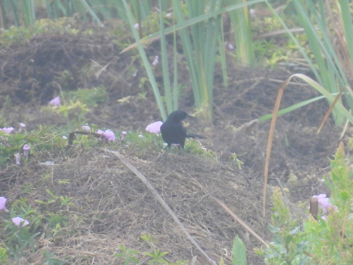Scrub Blackbird - ML643418064