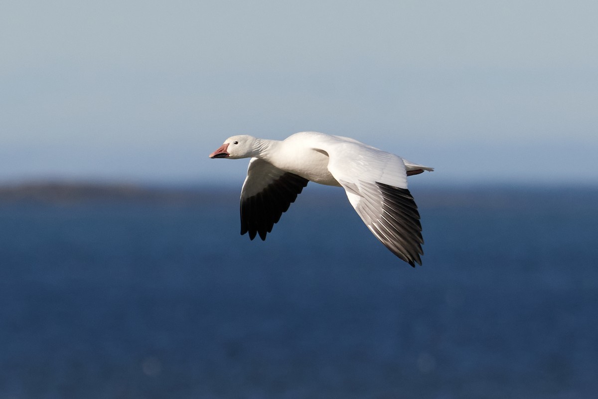 Snow Goose - ML643418080