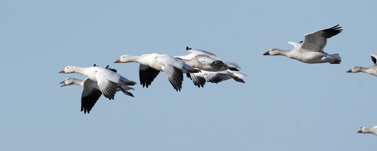 Snow Goose - ML643418081