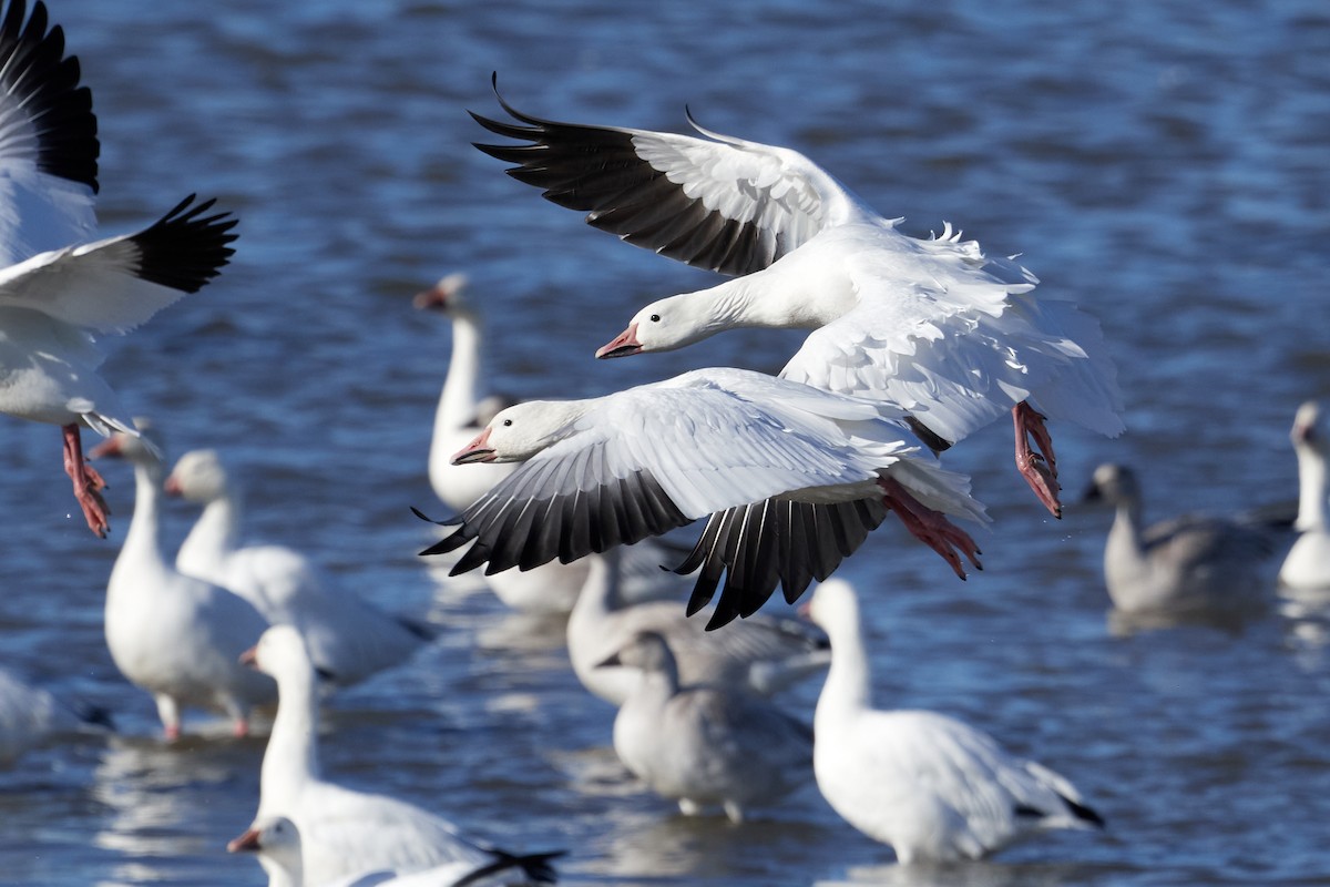 Snow Goose - ML643418082