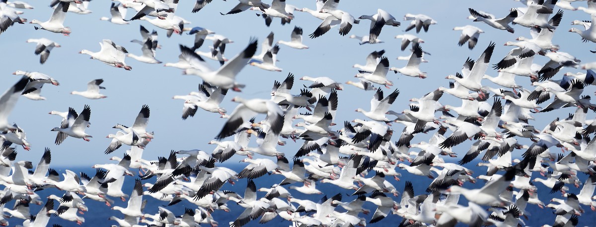 Snow Goose - ML643418083